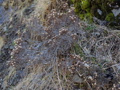 Helichrysum parvifolium