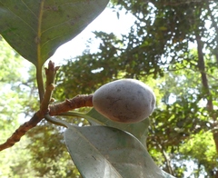 Beilschmiedia dalzellii