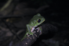 Phyllomedusa trinitatis