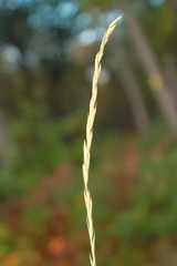 Elymus trachycaulus