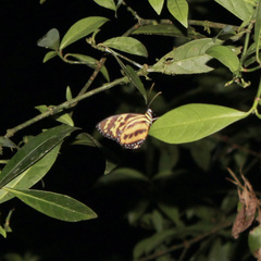 Tithorea harmonia