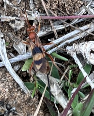 Compsocryptus texensis