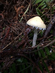 Stropharia