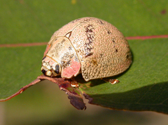 Paropsis latona