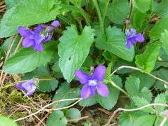 Viola sagittata
