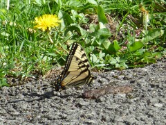 Papilio appalachiensis
