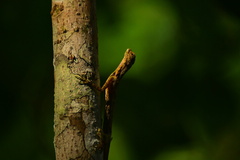 Draco sumatranus