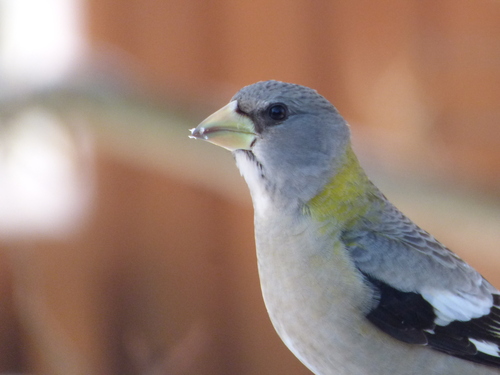Evening Grosbeak, photo 8 of 8