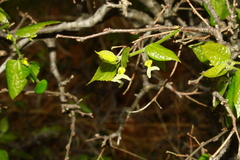 Celtis tenuifolia