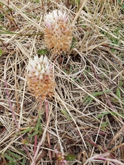 Trifolium vesiculosum