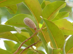 Beilschmiedia dalzellii