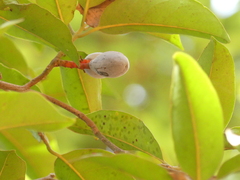 Beilschmiedia dalzellii