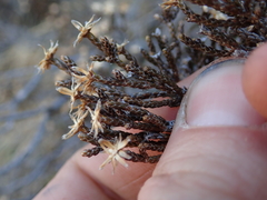 Helichrysum parvifolium