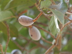 Beilschmiedia dalzellii