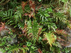 Blechnum montanum