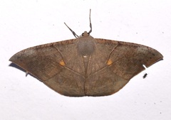 Oxydia trychiata