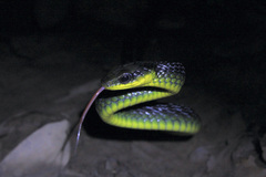 Chironius septentrionalis