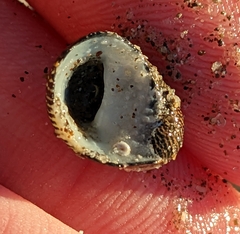 Nerita funiculata