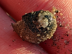 Nerita funiculata