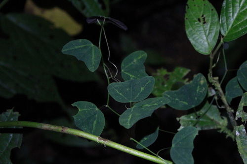 tuberous passionflower (Passiflora tuberosa)