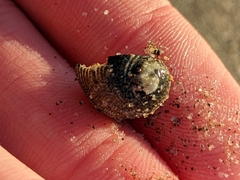 Nerita funiculata