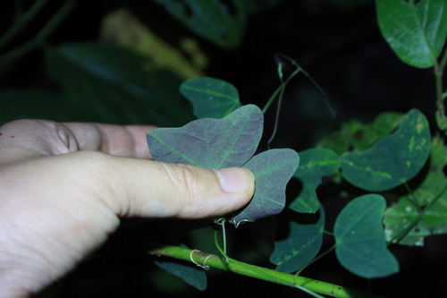Image of Passiflora tuberosa by (c) Stephanie Tran, some rights reserved (CC BY)