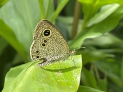 Ypthima philomela