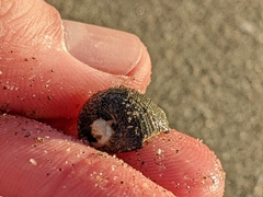 Nerita funiculata