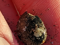 Nerita funiculata