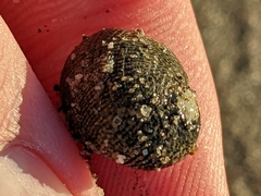 Nerita funiculata