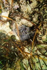 Clavelina moluccensis