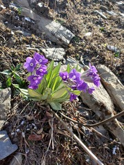 Primula macrophylla