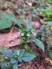 Phaulopsis imbricata