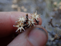 Helichrysum parvifolium