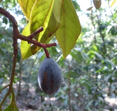 Beilschmiedia dalzellii
