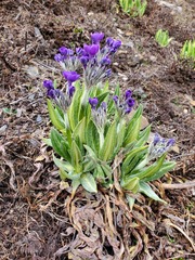 Primula macrophylla