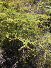 Gleichenia