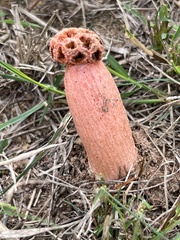 Simblum sphaerocephalum