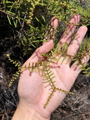 Gleichenia