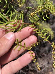 Gleichenia