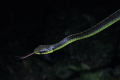 Chironius septentrionalis