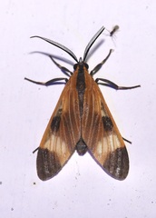 Dycladia