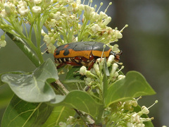 Pachnodella impressa