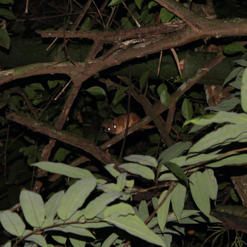 Bare-tailed Woolly Opossum