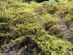 Gleichenia