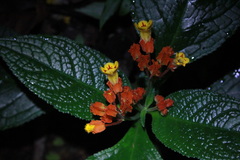 Chrysothemis pulchella
