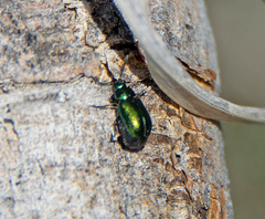 Gastrophysa cyanea