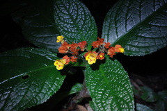 Chrysothemis pulchella