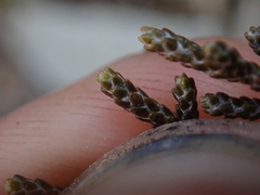 Helichrysum parvifolium