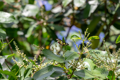 Phaloe cruenta